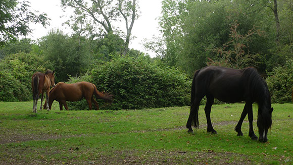 new-forest-chevaux