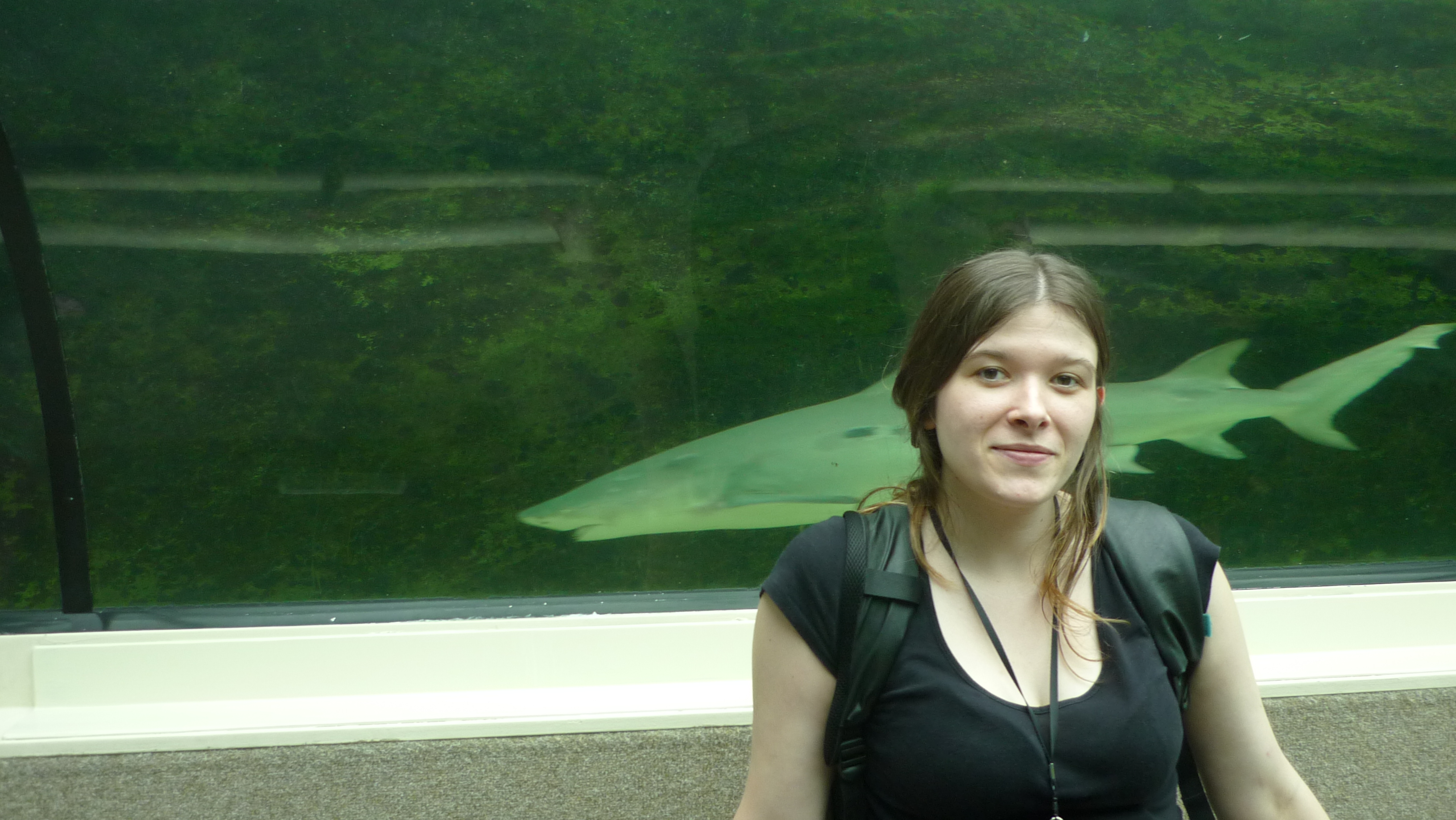 requins aquarium sydney