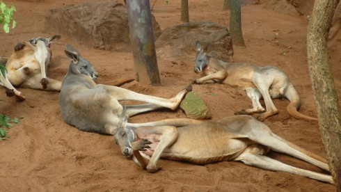 kangourous australian wildlife sydney