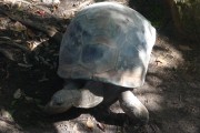 tortue taronga zoo