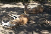 kangourou taronga zoo