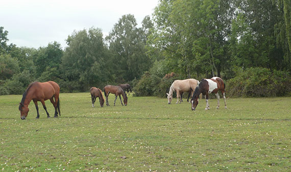 chevaux-new-forest