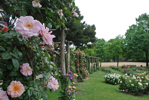 roses-parc-cervantes