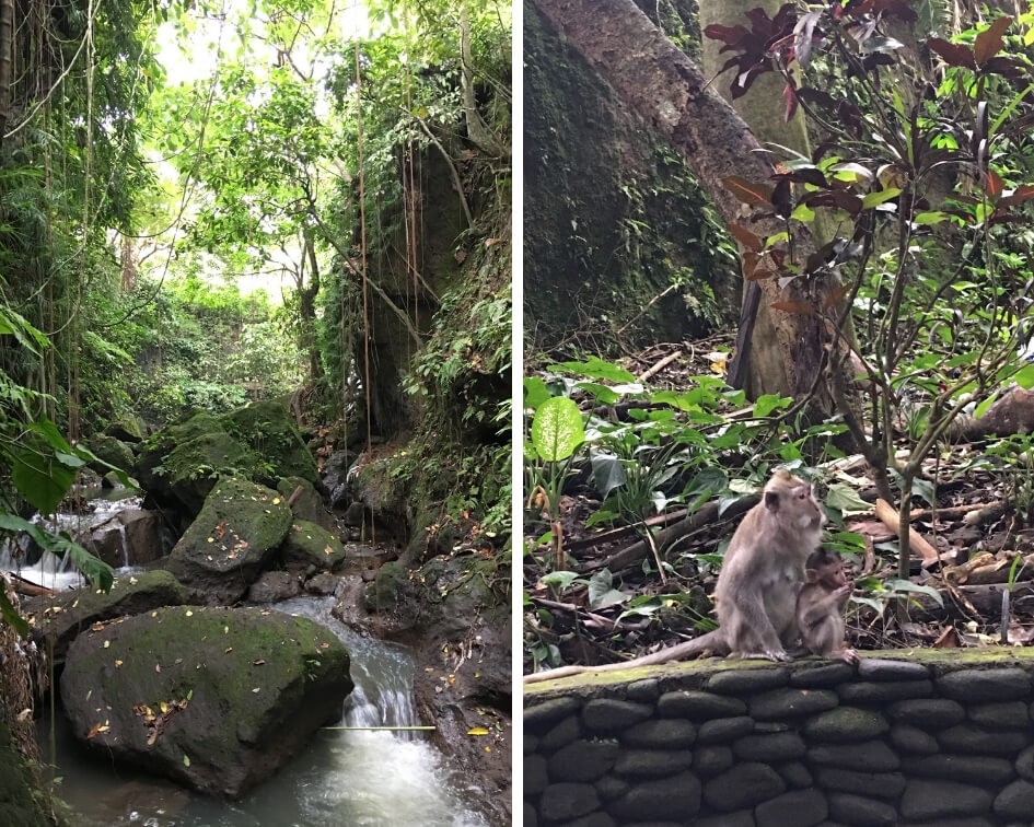 monkey-forest-bali